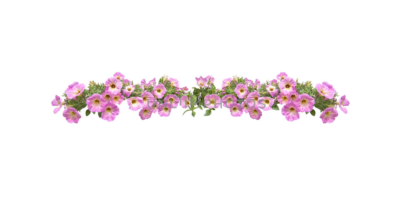 Pink petunia flowers string margin element isolated  by ArtesiaWells