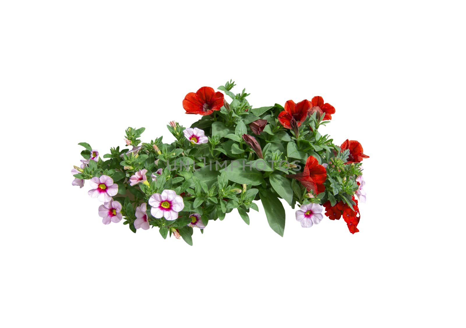 Red and white decorative petunia flowers isolated on white. 