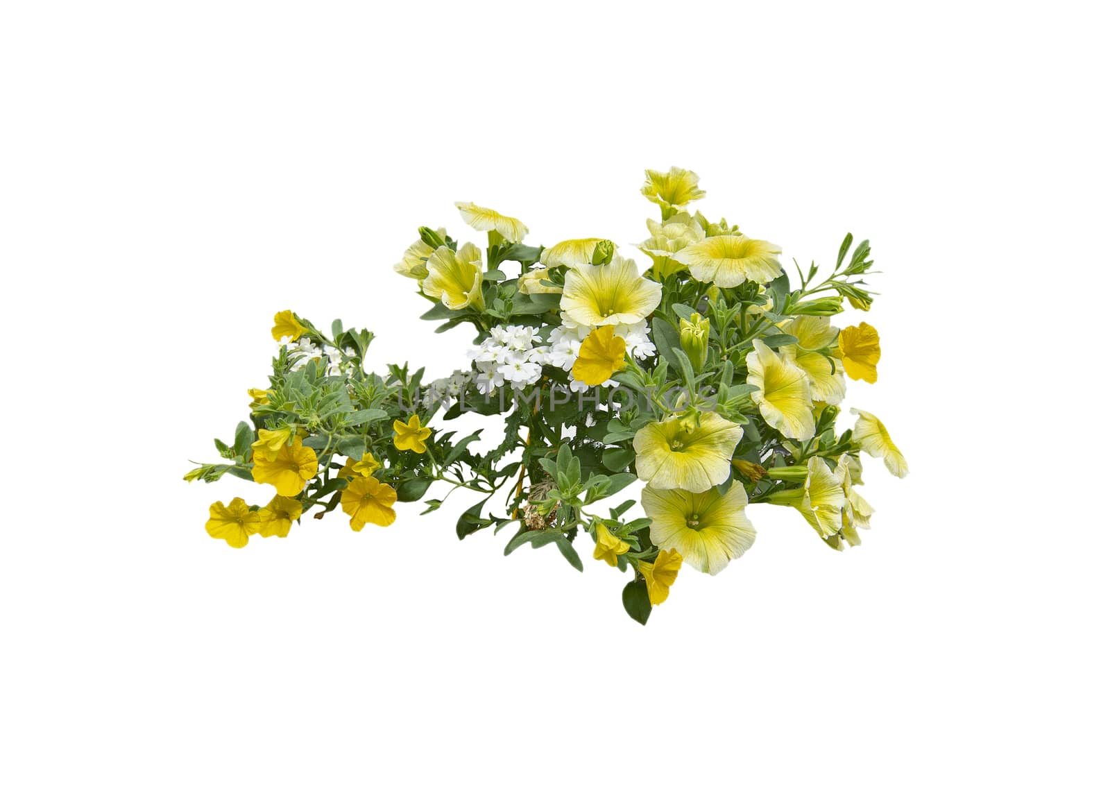 Yellow petunia flowers isolated on white. 