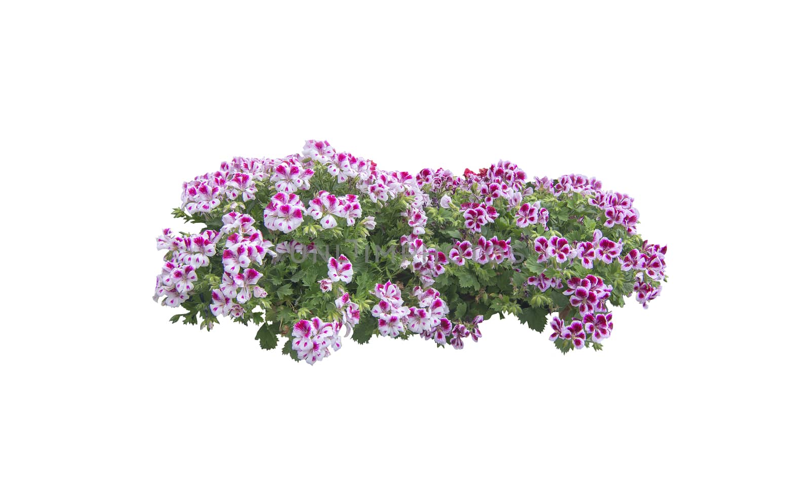 Pink white petunia flowers isolated on white. 