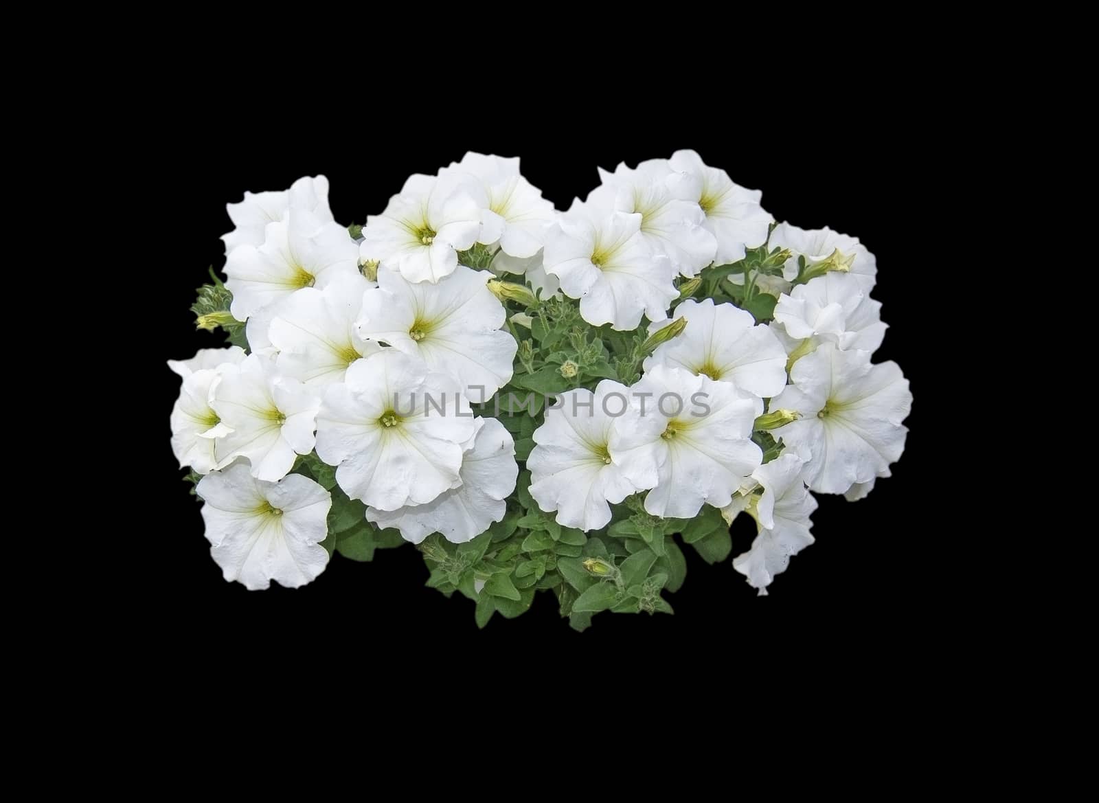 White petunia flowers by ArtesiaWells