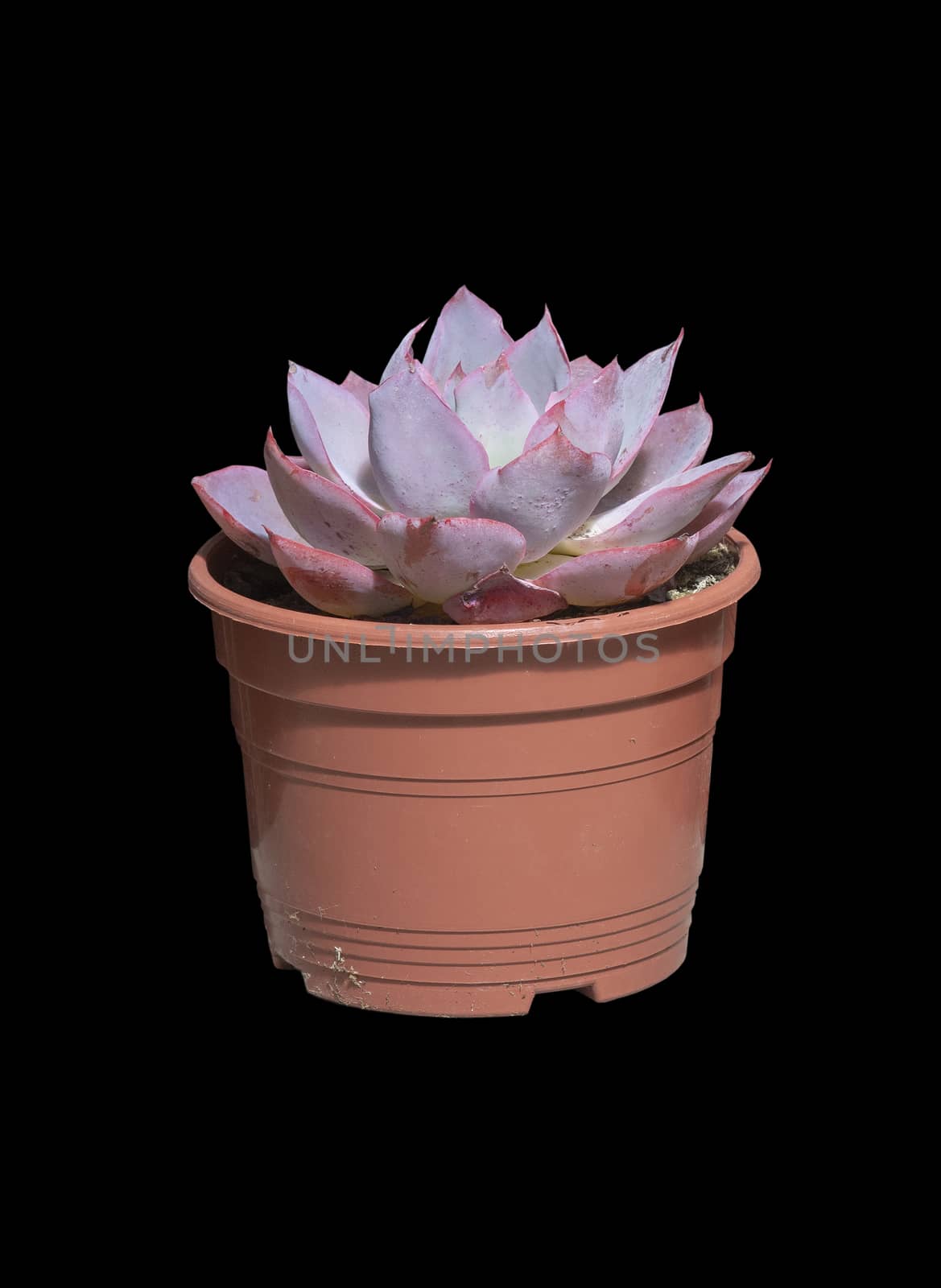 Succulent purple cactus plant in pot isolated by ArtesiaWells