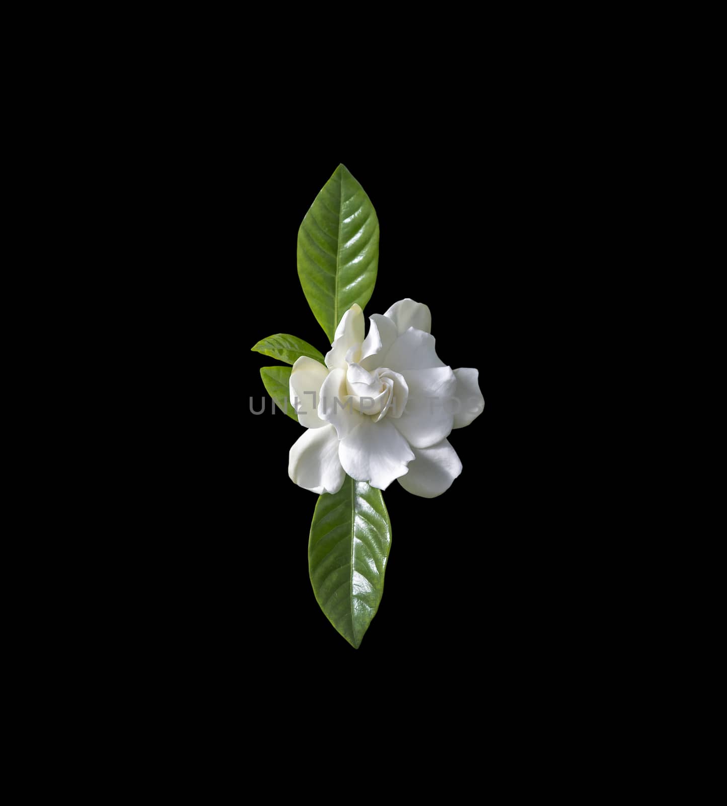 Beautiful white gardenia flower closeup isolated on black vertical