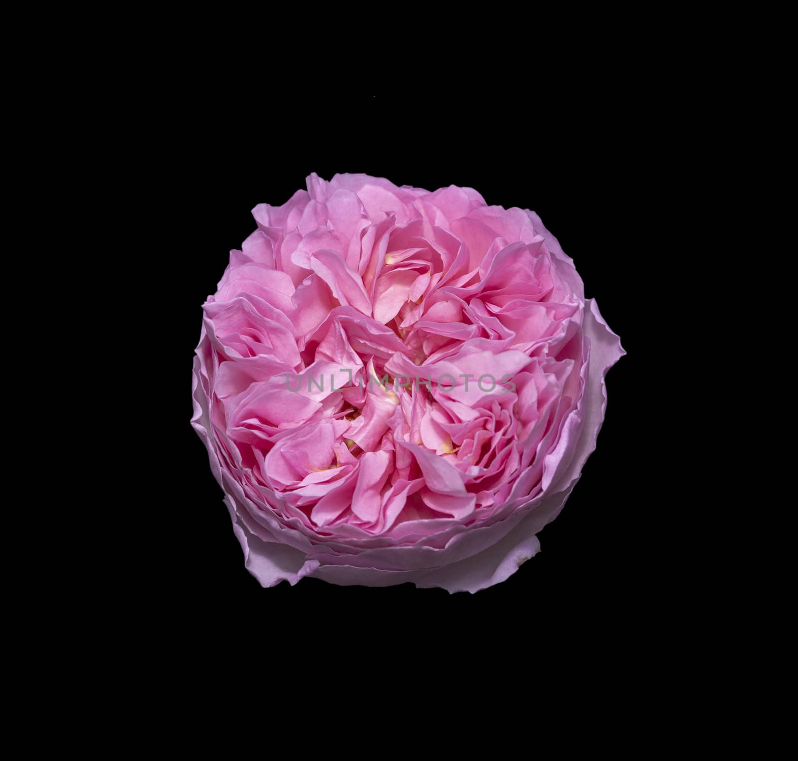 Beautiful pink double rose flower closeup isolated on black