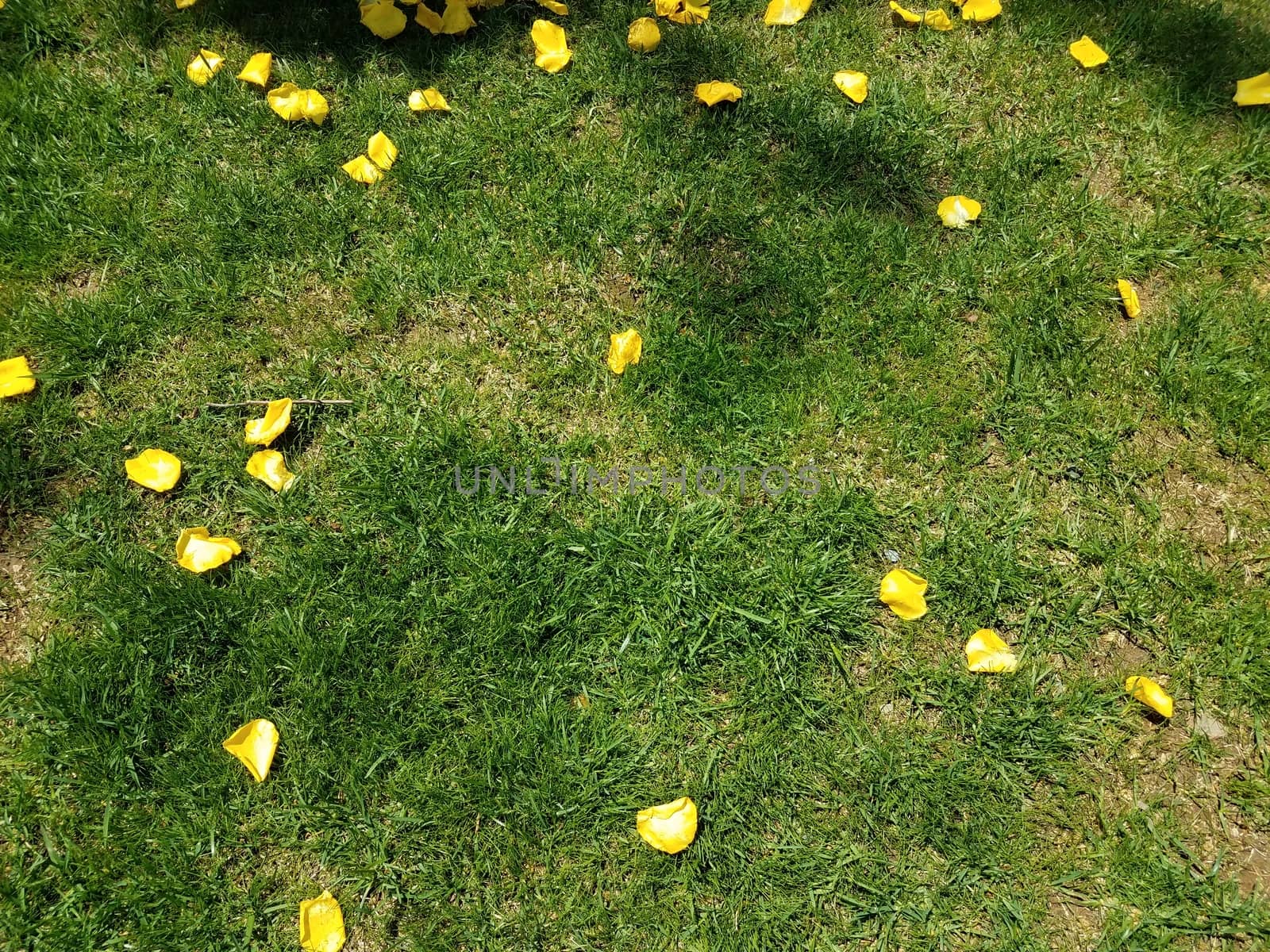 yellow flower petals on green grass lawn or yard outdoor
