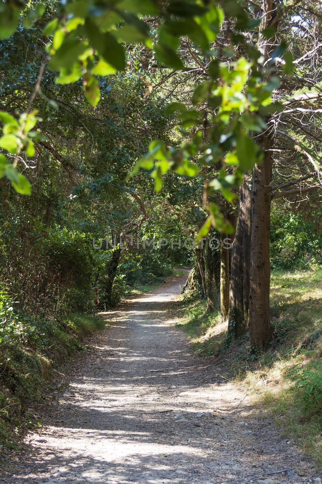 Mon Repos park, Corfu Town, Greece by ankarb