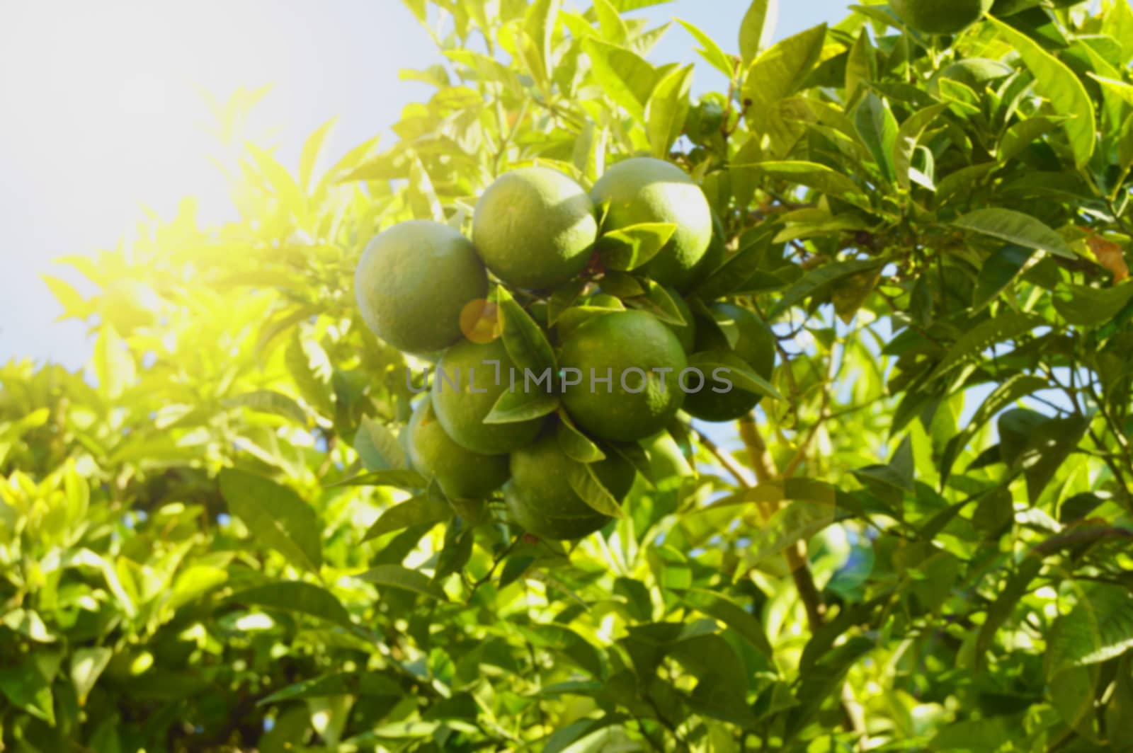 Green mandarins ripen on the tree in the sunlight, the concept of growing organic fruit, vegetable background with copy space.