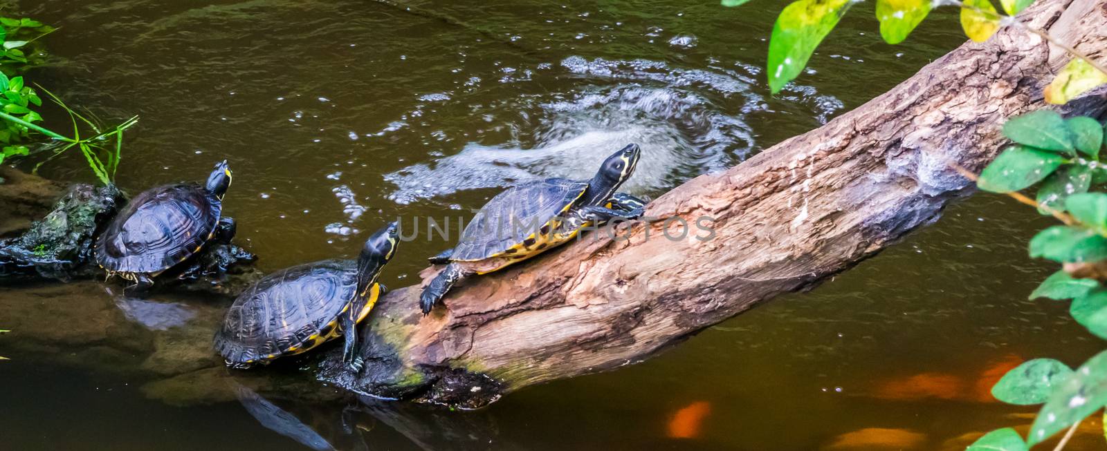 group of turtles sitting at the water side, popular tropical pets from America, Semi aquatic reptiles by charlottebleijenberg