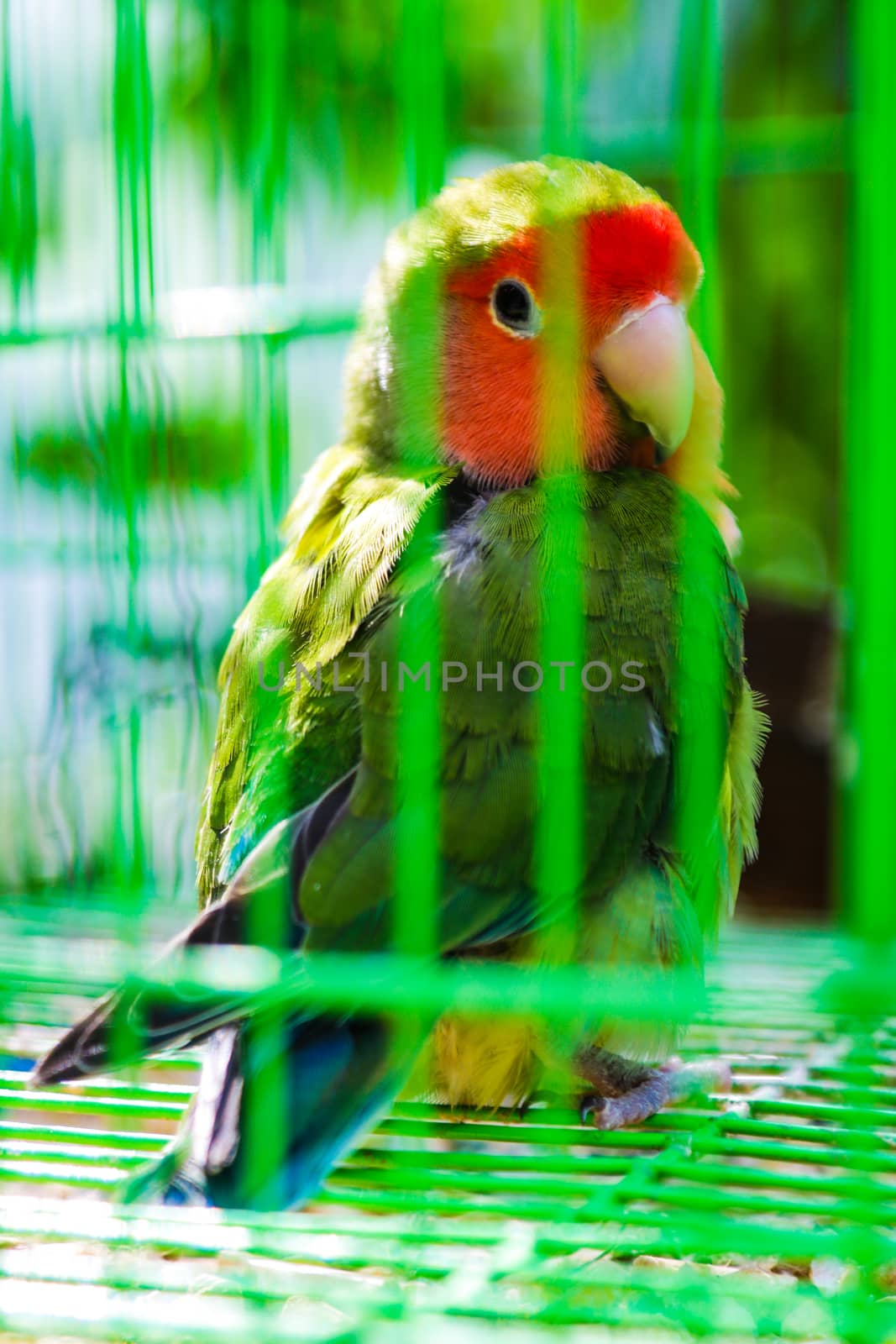 A beautiful multi-colored parrot sits in a cage. by kip02kas