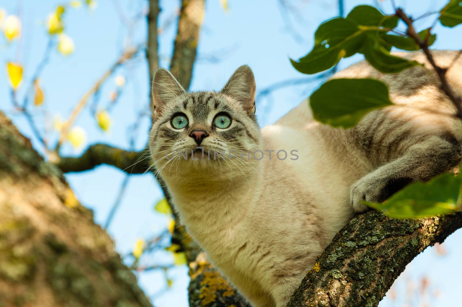 A cat with large, surprised, round eyes, without blinking, looks at a small bird sitting on a nearby branch
