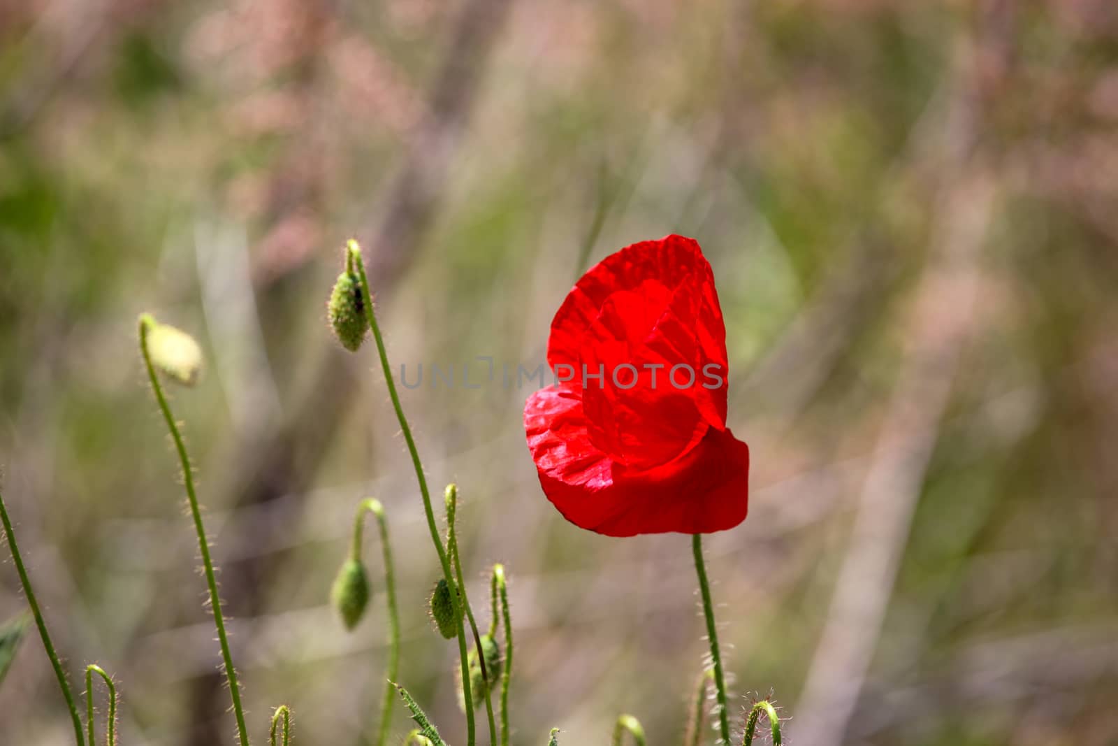 A Poppy Is A Flowering Plant In The Subfamily Papaveroideae Of The Family Papaveraceae.