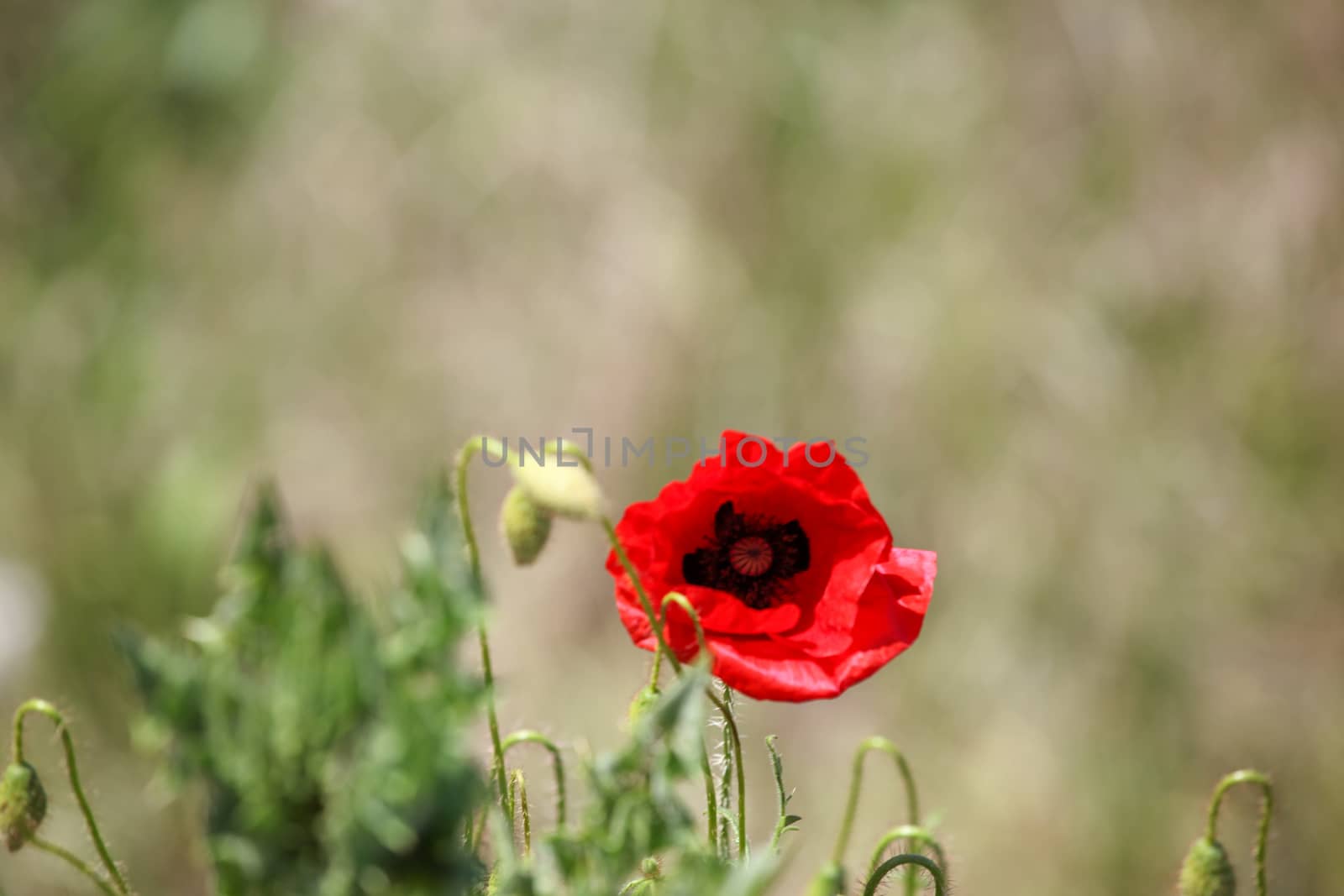 A Poppy Is A Flowering Plant In The Subfamily Papaveroideae Of The Family Papaveraceae.