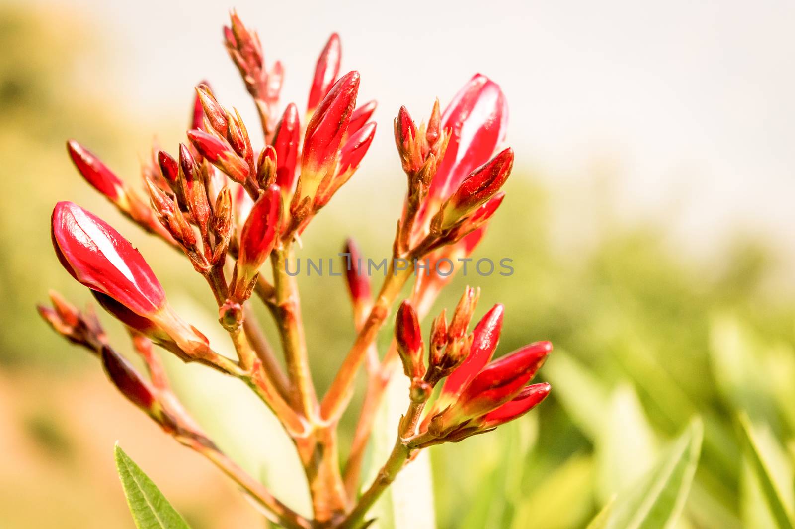 Red ginger (Alpinia purpurata) also called ostrich plume and pink cone ginger, native Malaysian plants with showy flowers on long colored red bracts.