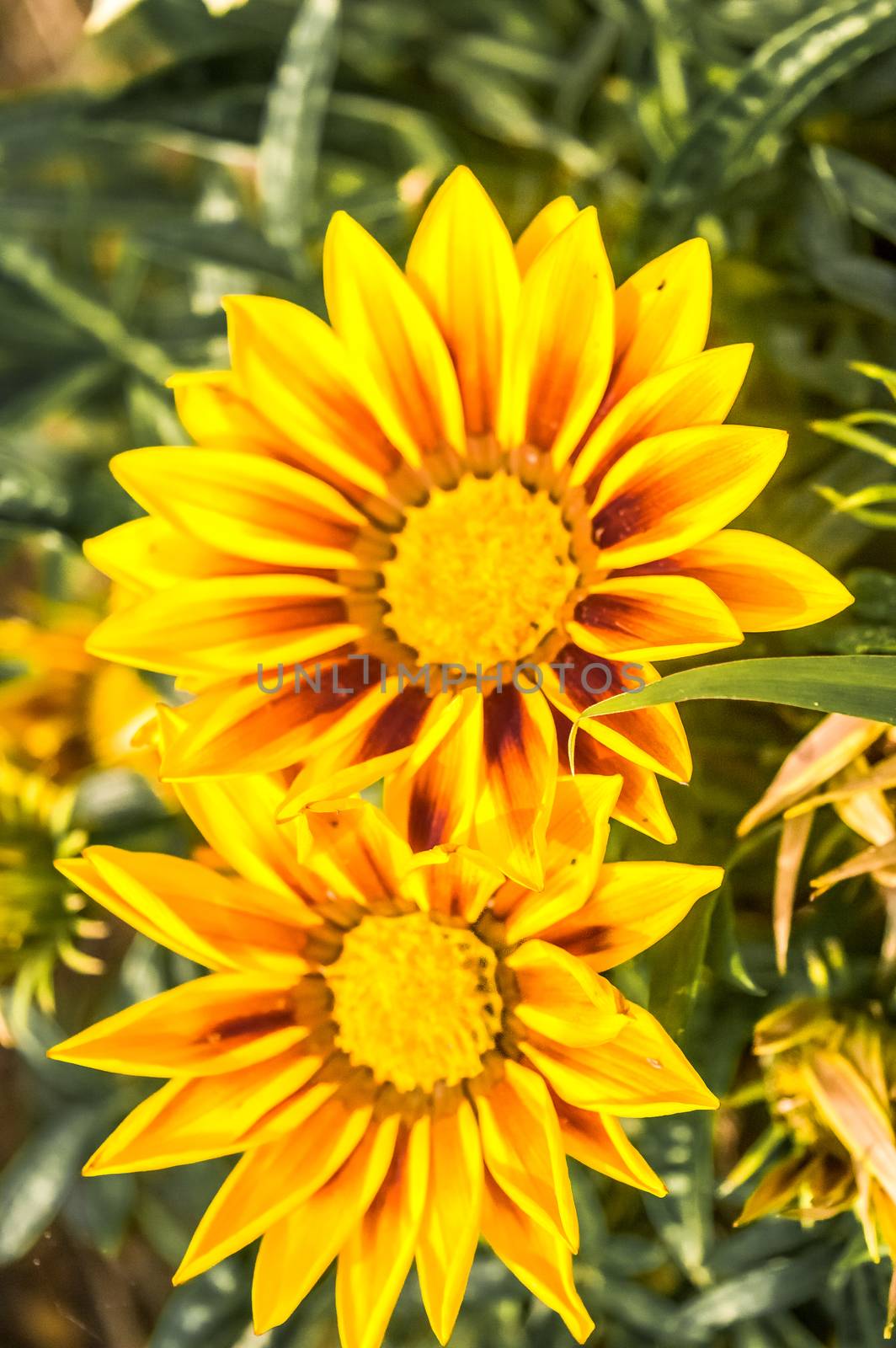 Gazania African daisies, daisy like composite flower shades of yellow, growing in summer. Its a flowering plants in Asteraceae family of Southern Africa. by sudiptabhowmick