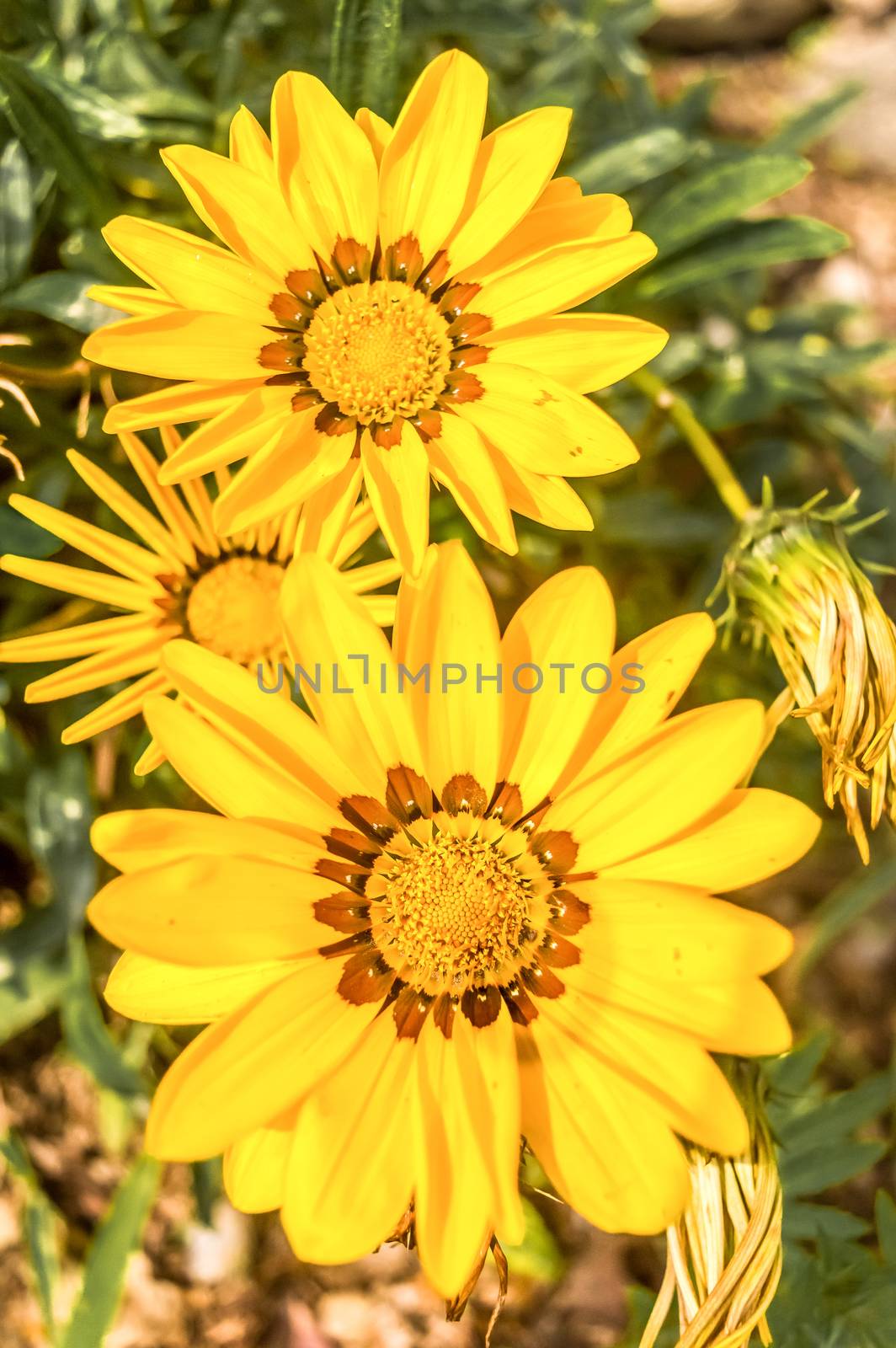Gazania African daisies, daisy like composite flower shades of yellow, growing in summer. Its a flowering plants in Asteraceae family of Southern Africa. by sudiptabhowmick