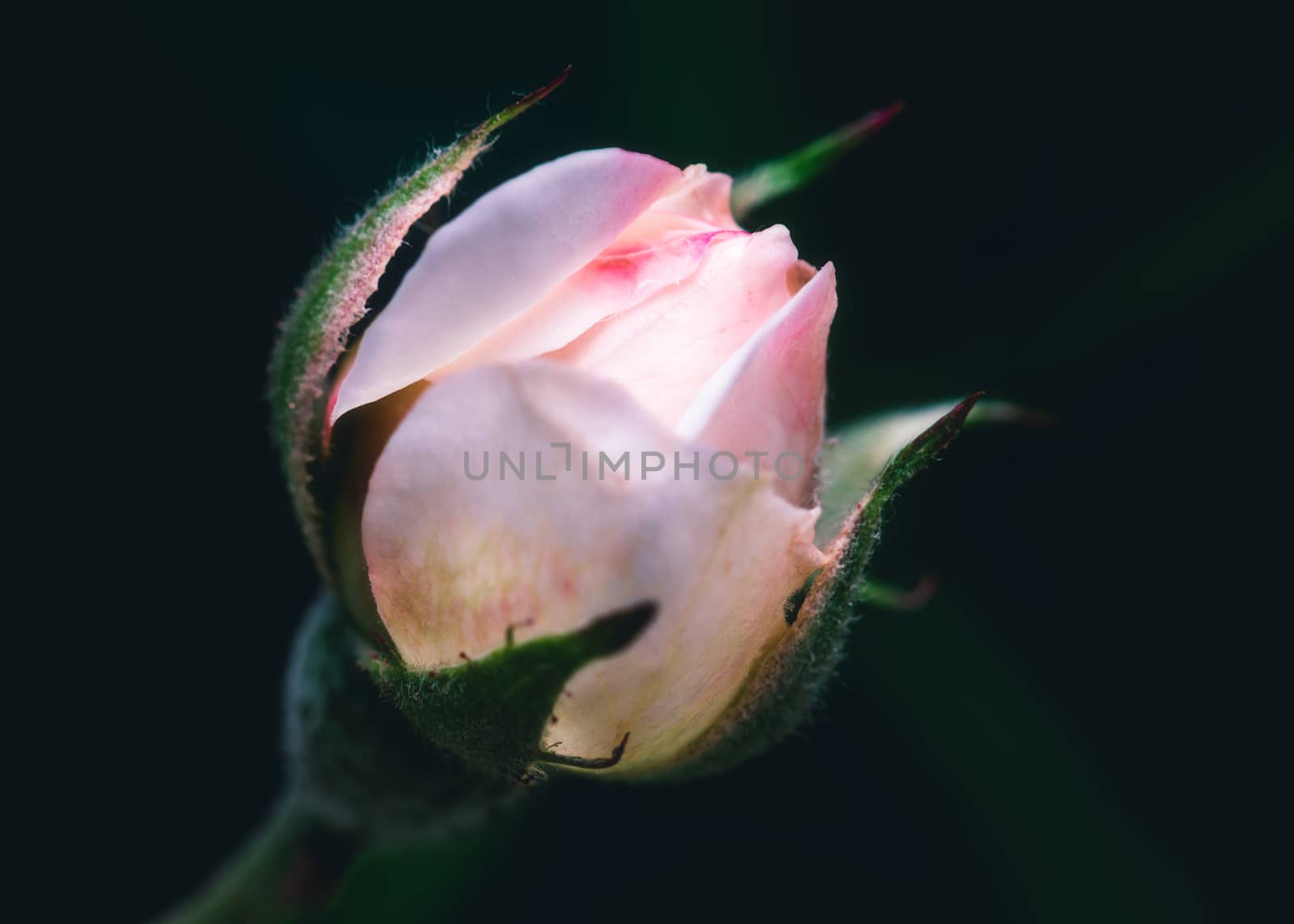 Macro shot of a rose bud by dutourdumonde