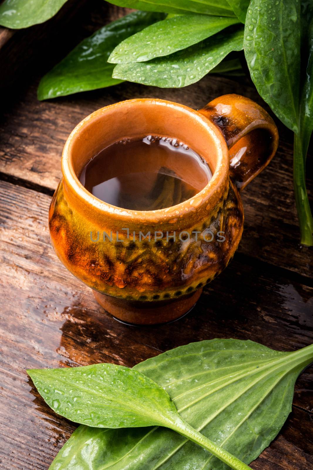 Plantain tea with fresh ribwort plantain leaves