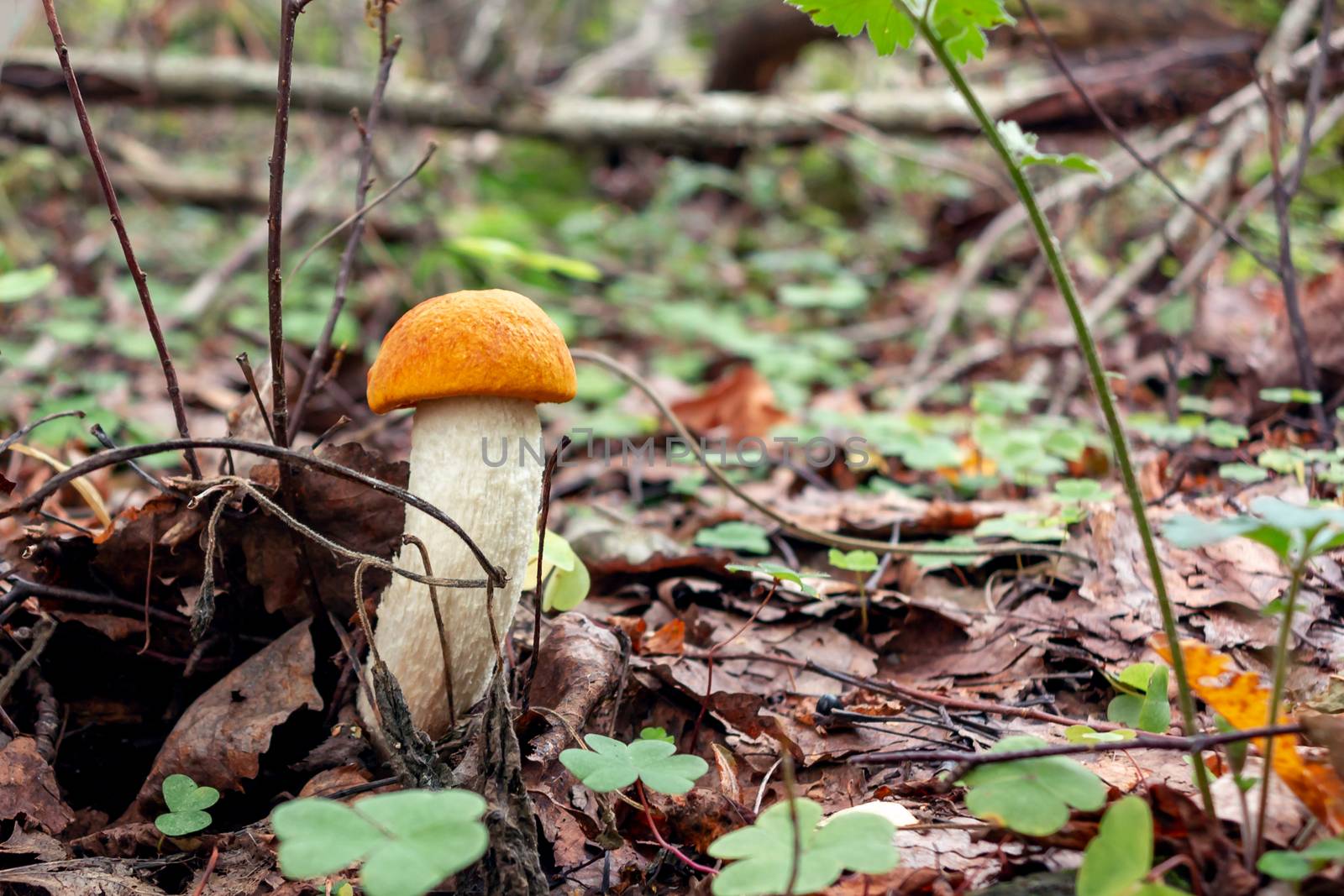 beautiful little mushroom Leccinum known as a Orange birch bolete, growing in a forest at sunrise- image.