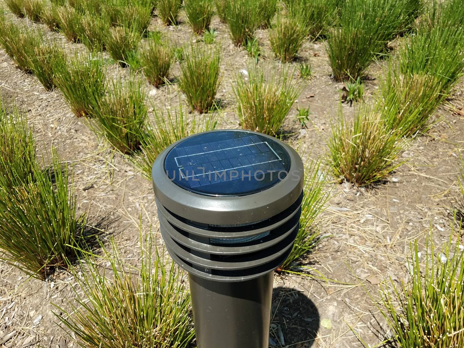 solar powered light or lighting with green grasses in the soil