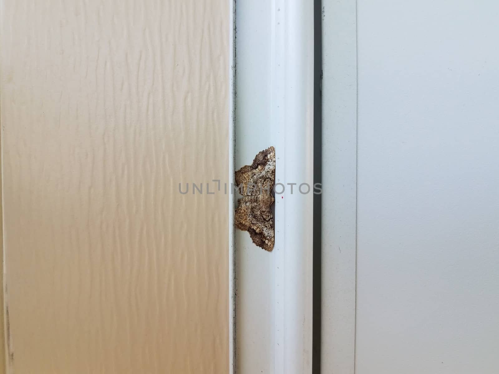 brown and grey moth insect with wings on white house siding by stockphotofan1