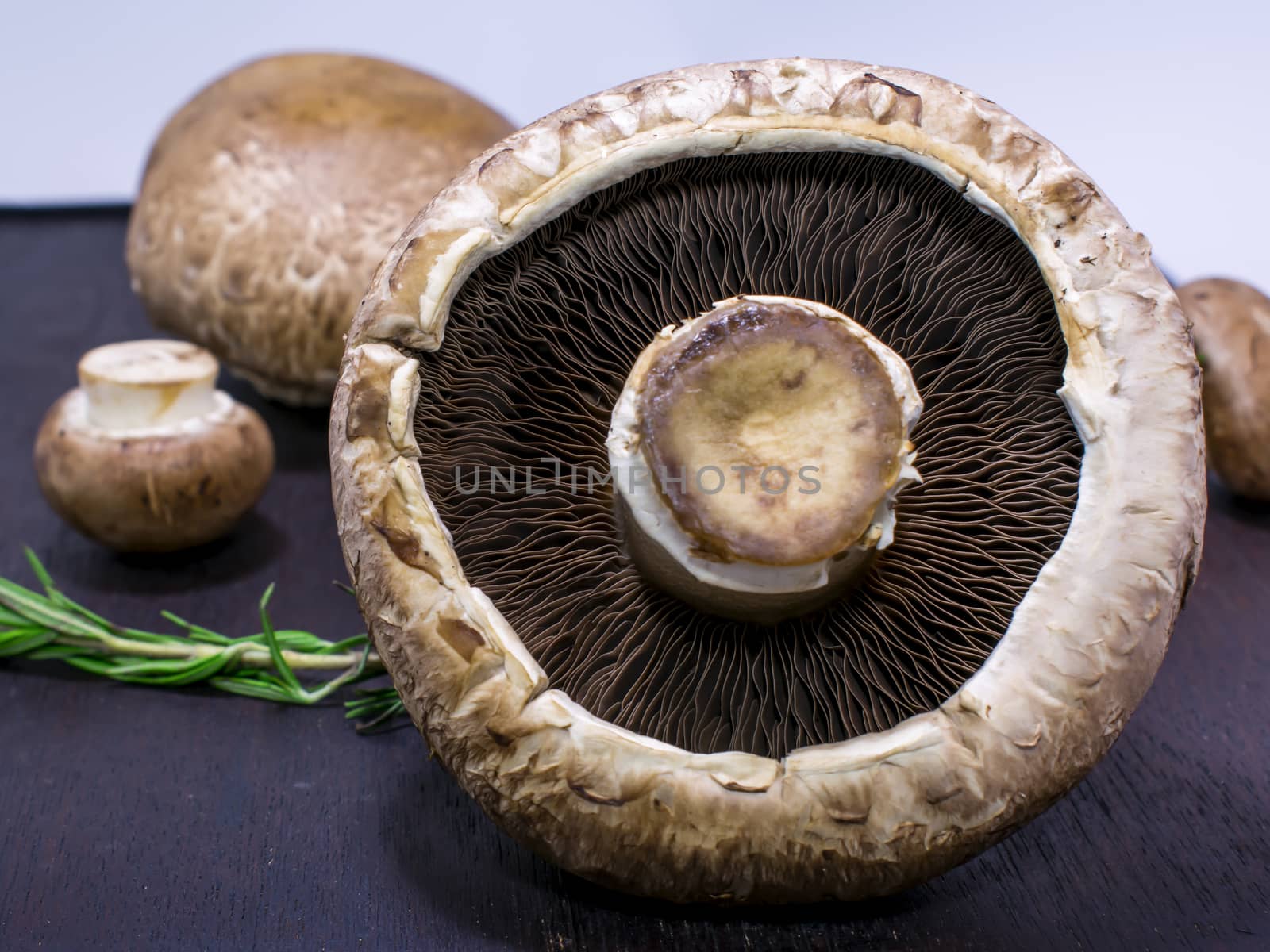 Huge Portobello Mushroom on Display with all its Glory
