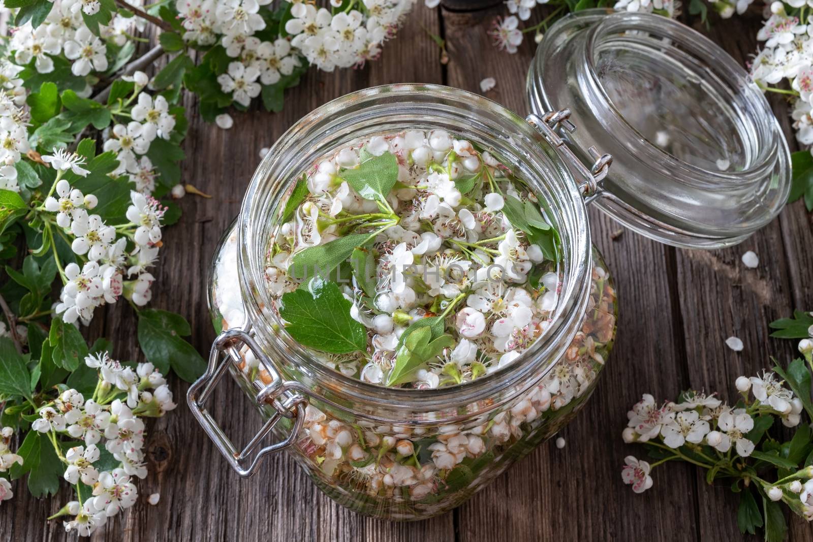 A jar filled with fresh hawthorn flowers and alcohol, to prepare herbal tincture for the heart