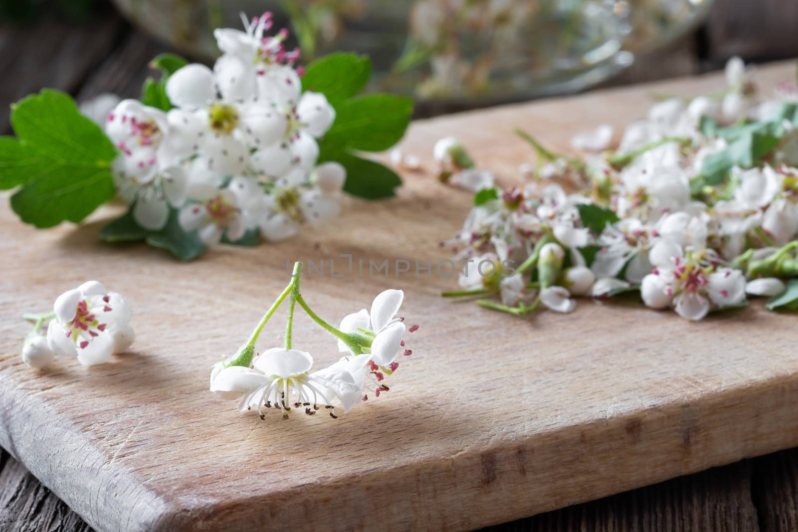 Detail of fresh hawthorn flowers on a table by madeleine_steinbach