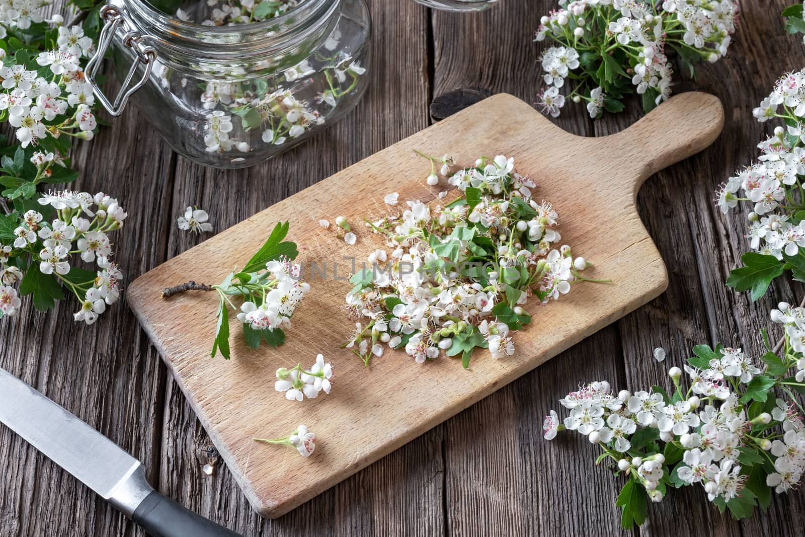 Cutting up hawthorn flowers to prepare homemade herbal tincture for the heart