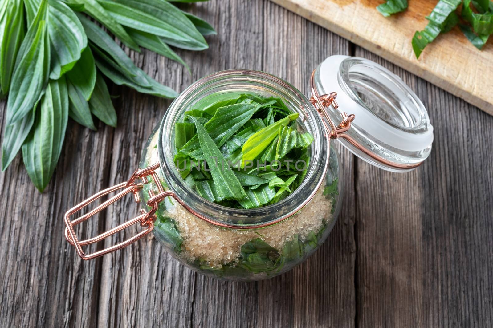 Preparation of ribwort plantain syrup against cough in a jar