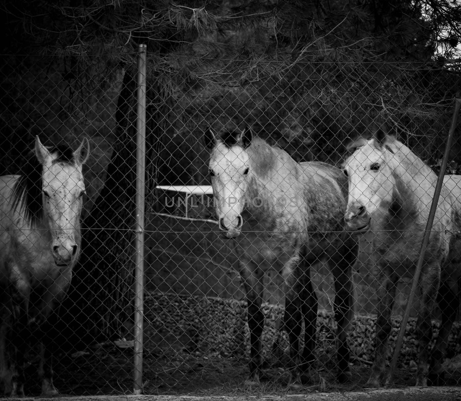 Horses with challenging look behind a fence