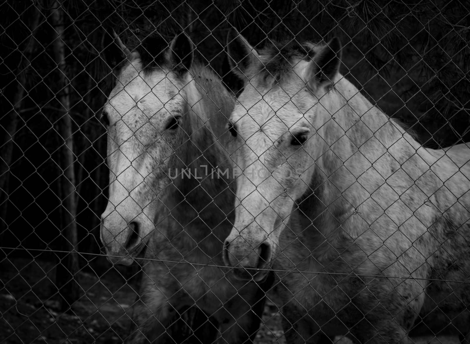 Horses with challenging look behind a fence