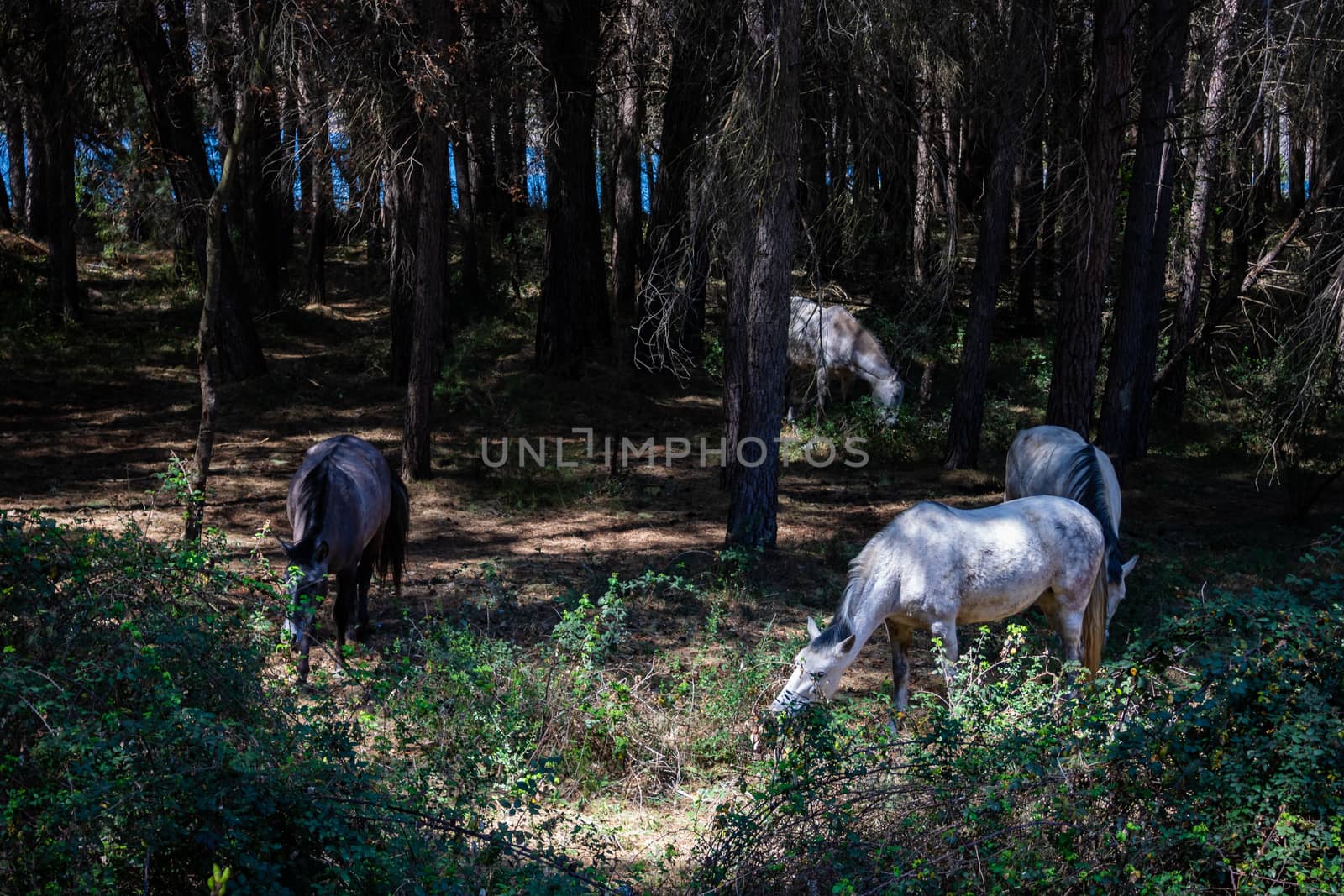 Horses in freedom grazing in the mountains