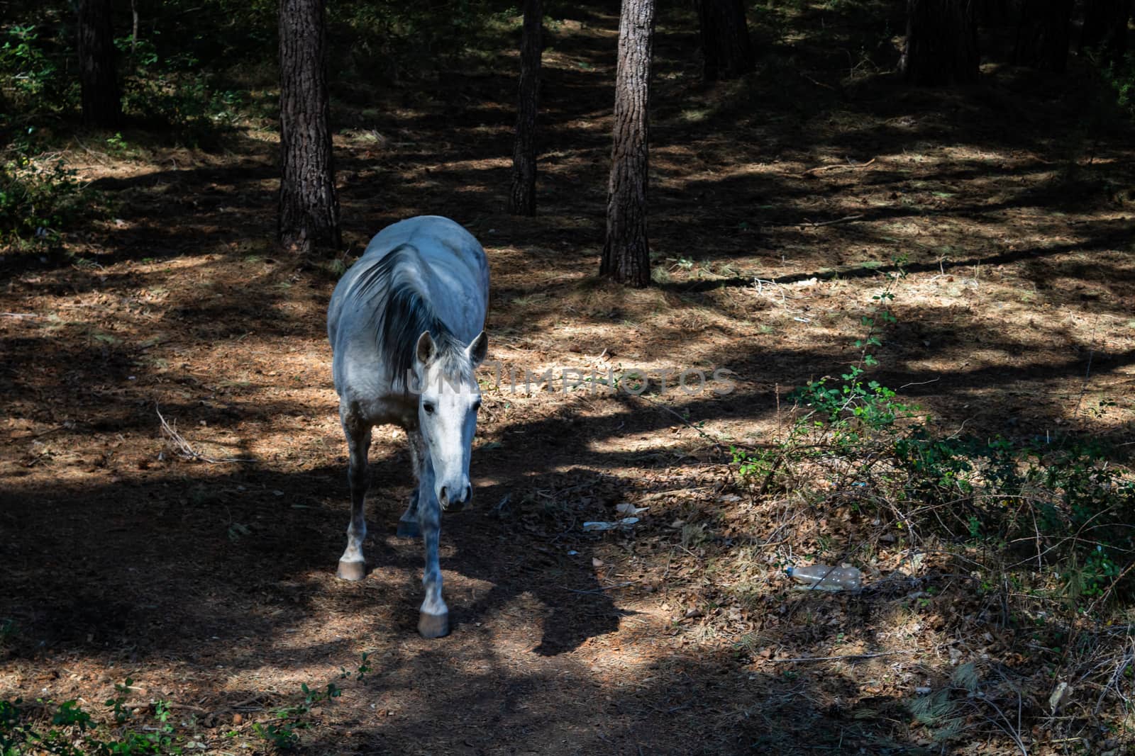 Horses in freedom grazing in the mountains