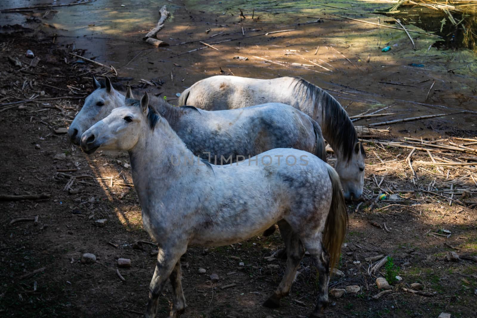 Horses in freedom grazing in the mountains