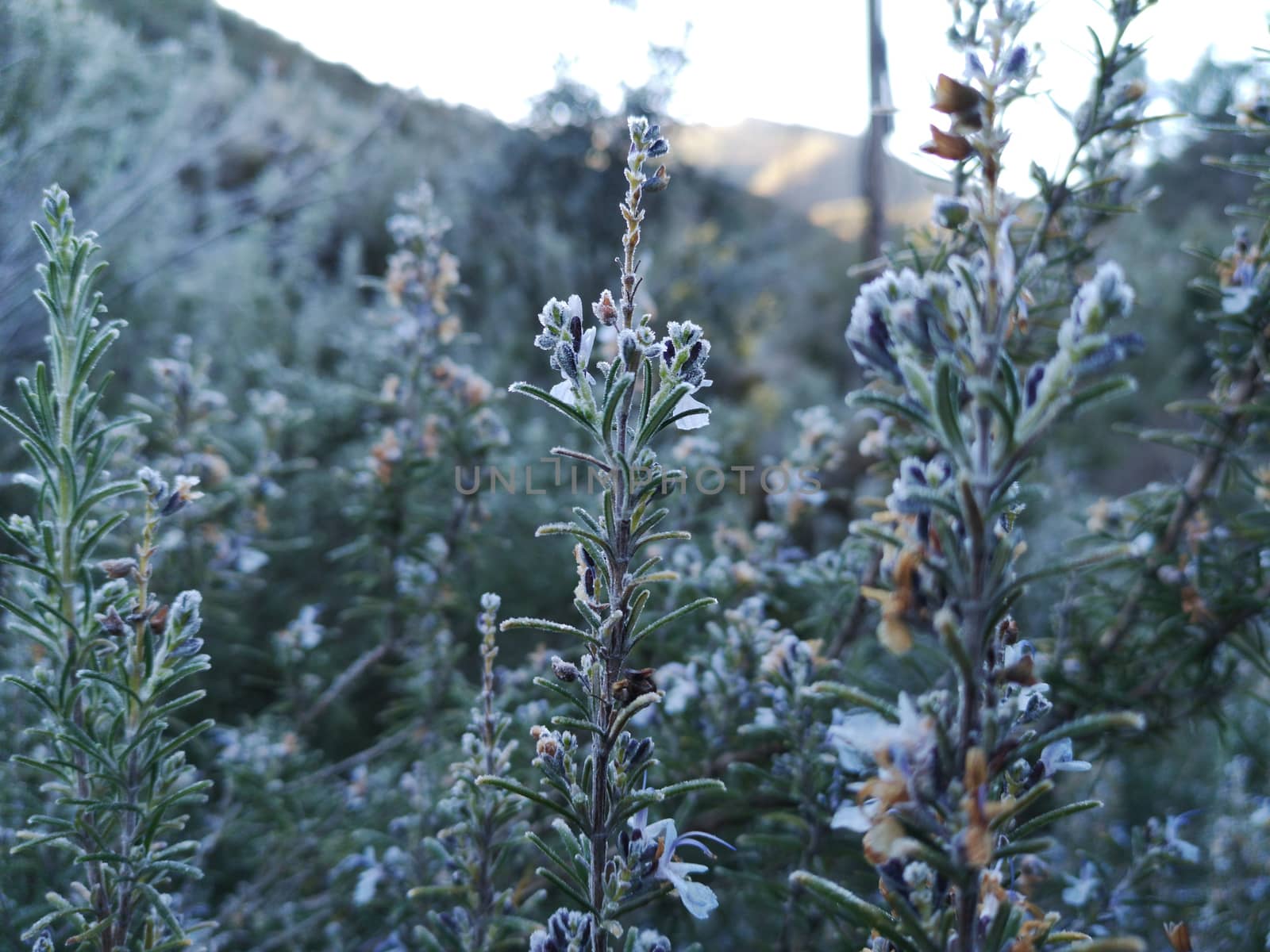 Mountain plants with hoarfrost of frozen dew water