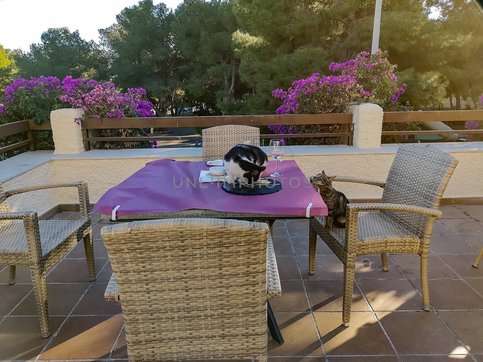 Cats trimming food from a table with purple tablecloth