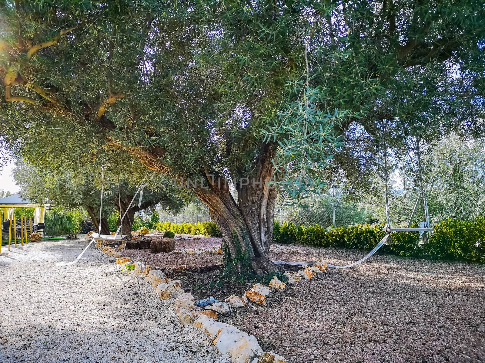 Centennial olive tree in garden with two swings