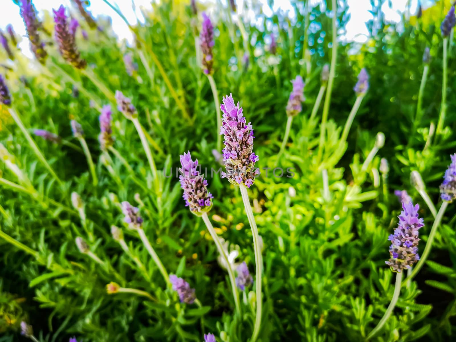 Purple plant in the mountain with unfocused background