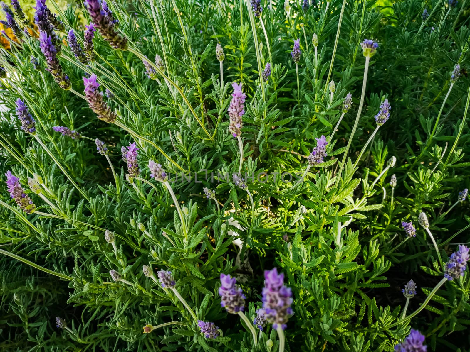 Purple plant in the mountain with unfocused background