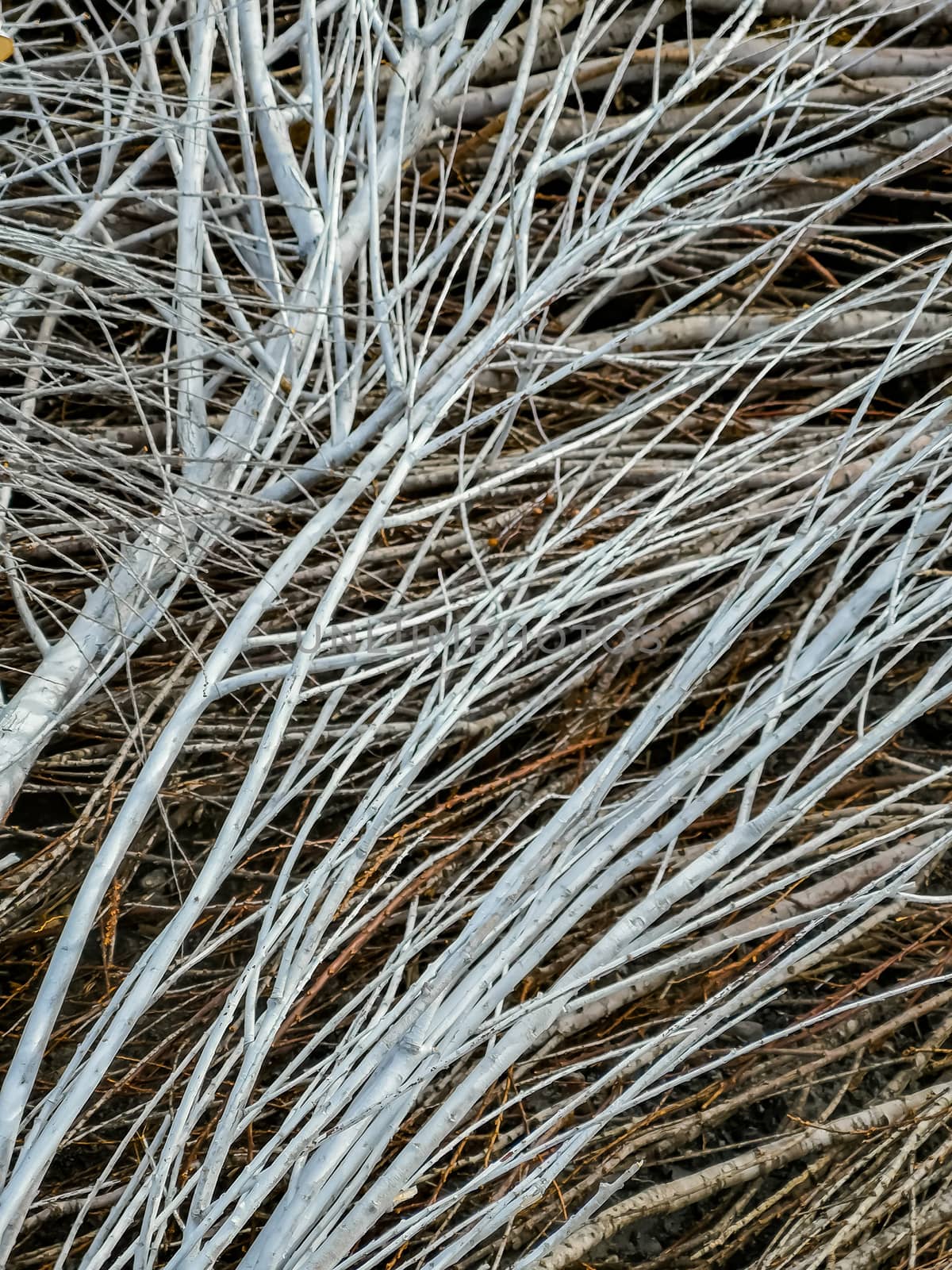 Background of stacked white and brown dry branches