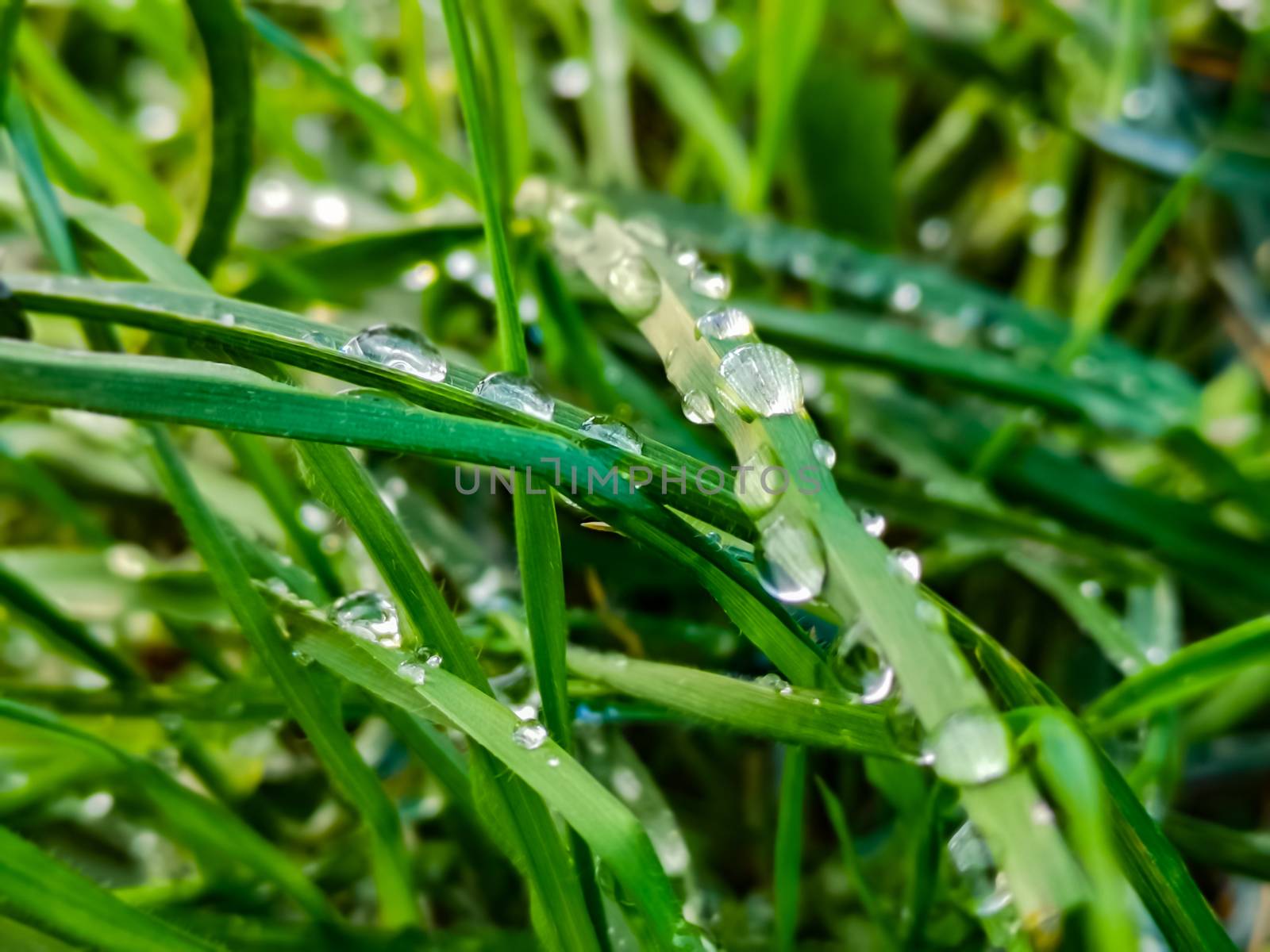 Green and fresh grass with droops of dew water