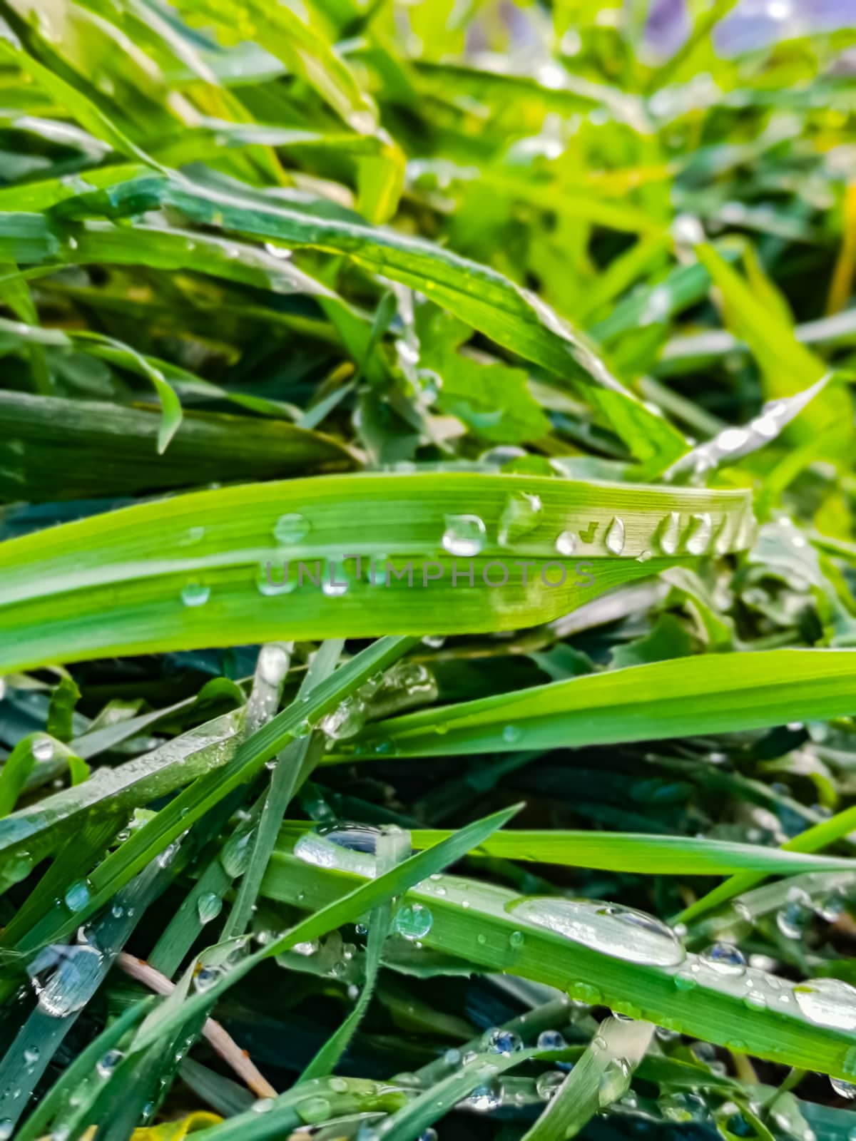 Green and fresh grass with droops of dew water