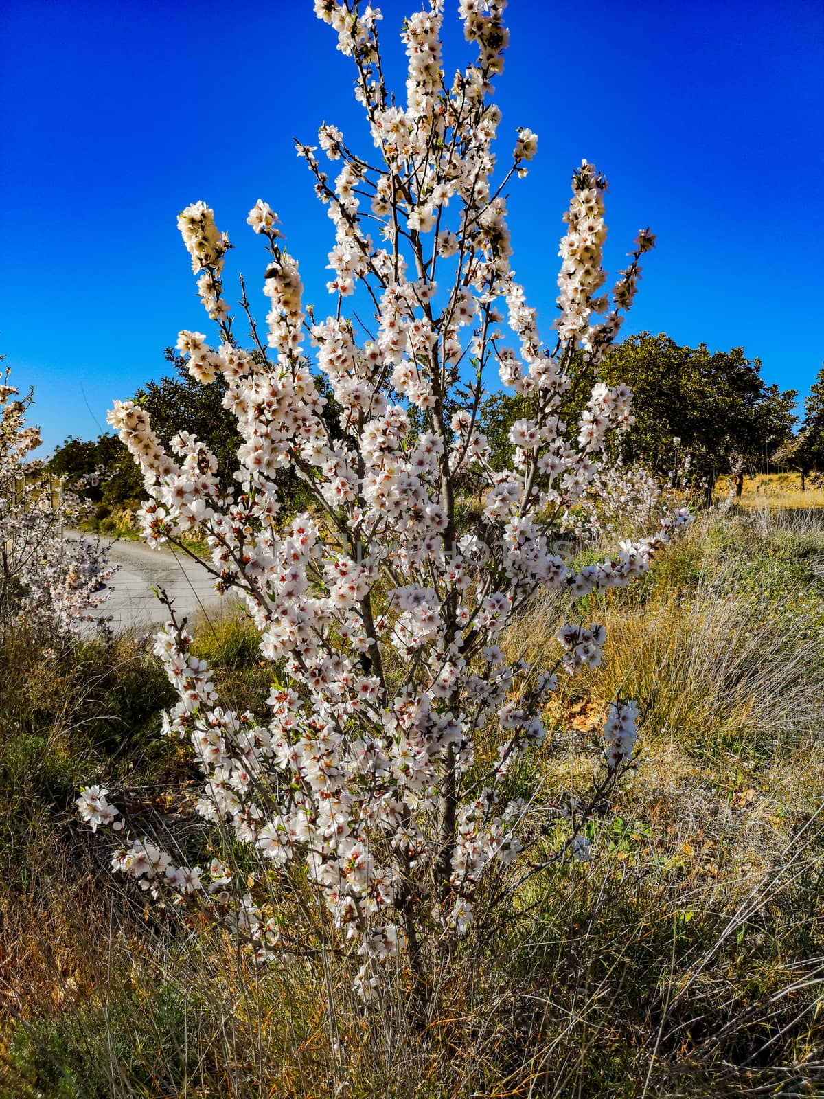 Almond tree in full bloom with the arrival of spring