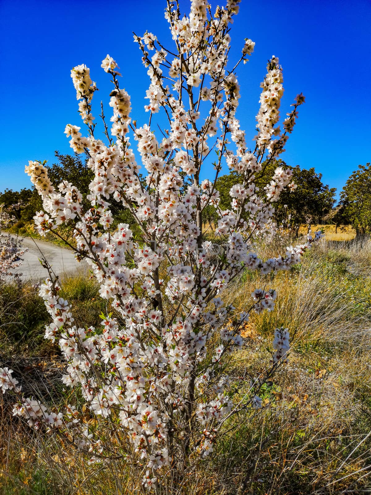 Almond tree in full bloom with the arrival of spring