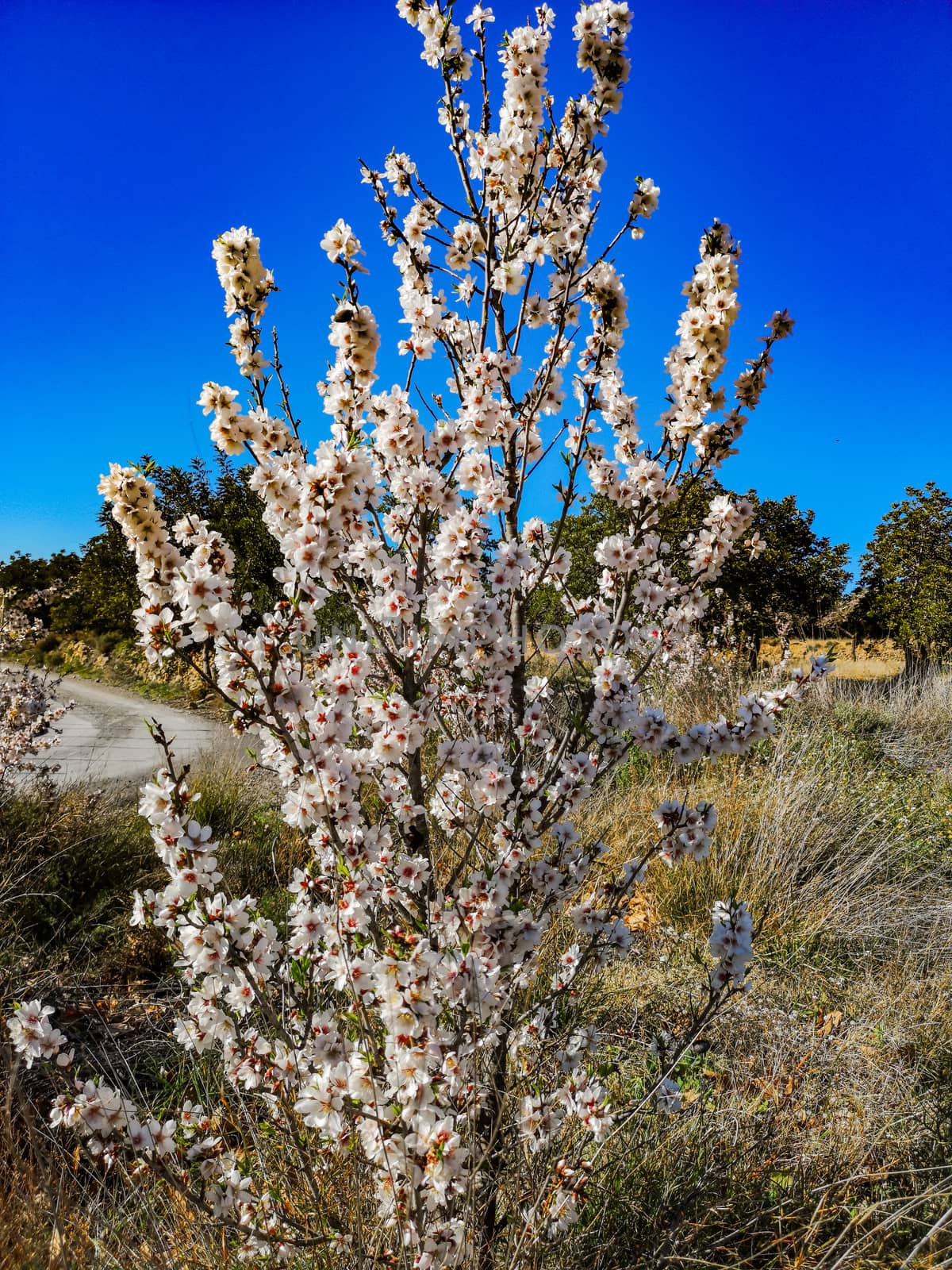 Almond tree in full bloom with the arrival of spring