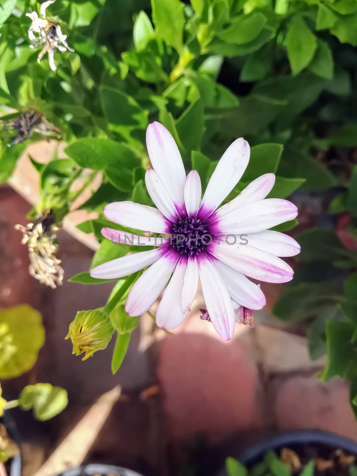 Daisy with white leaves and purple center with green plants in the background