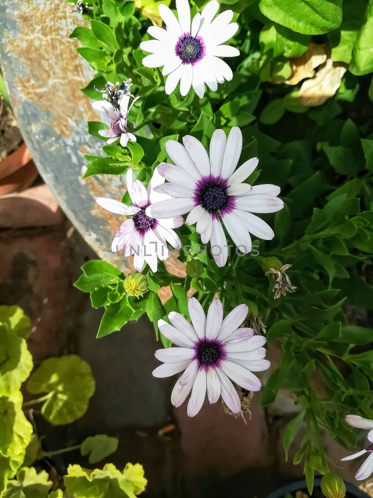 Daisies with white leaves and purple center with green plants in the background