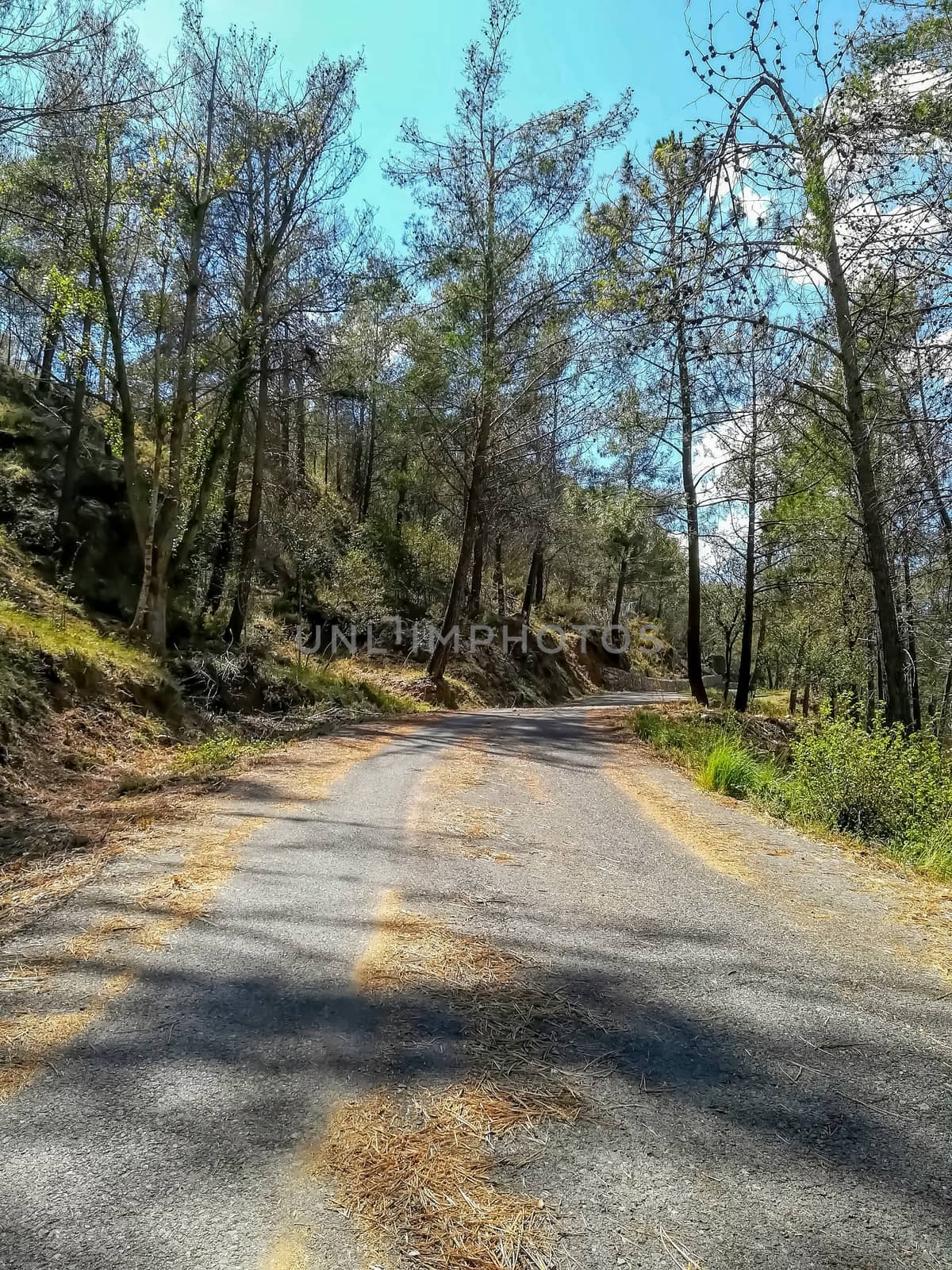 Mountain road with pine trees on both sides and many dry leaves