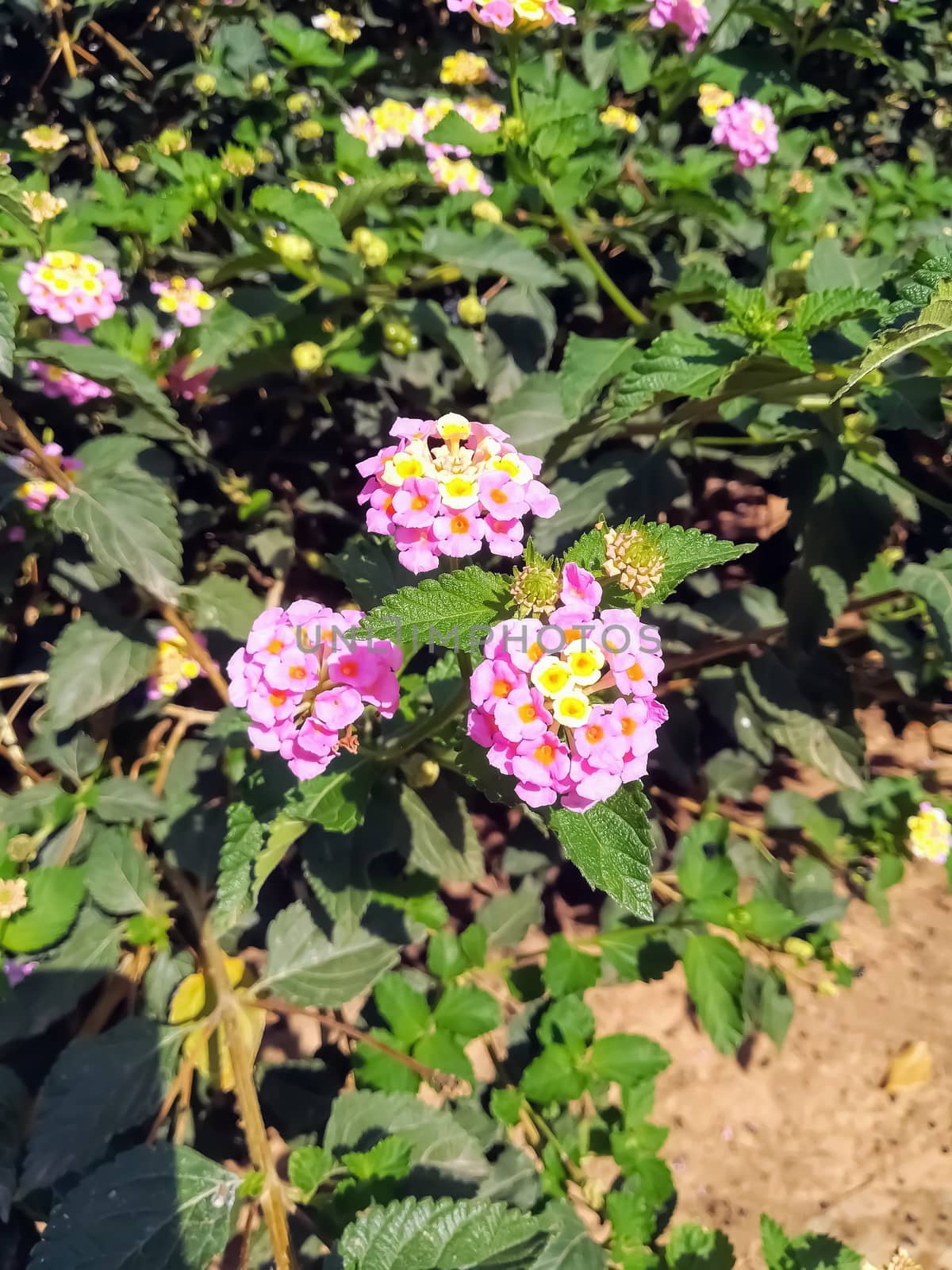 Set of pink flowers with yellow center in the garden