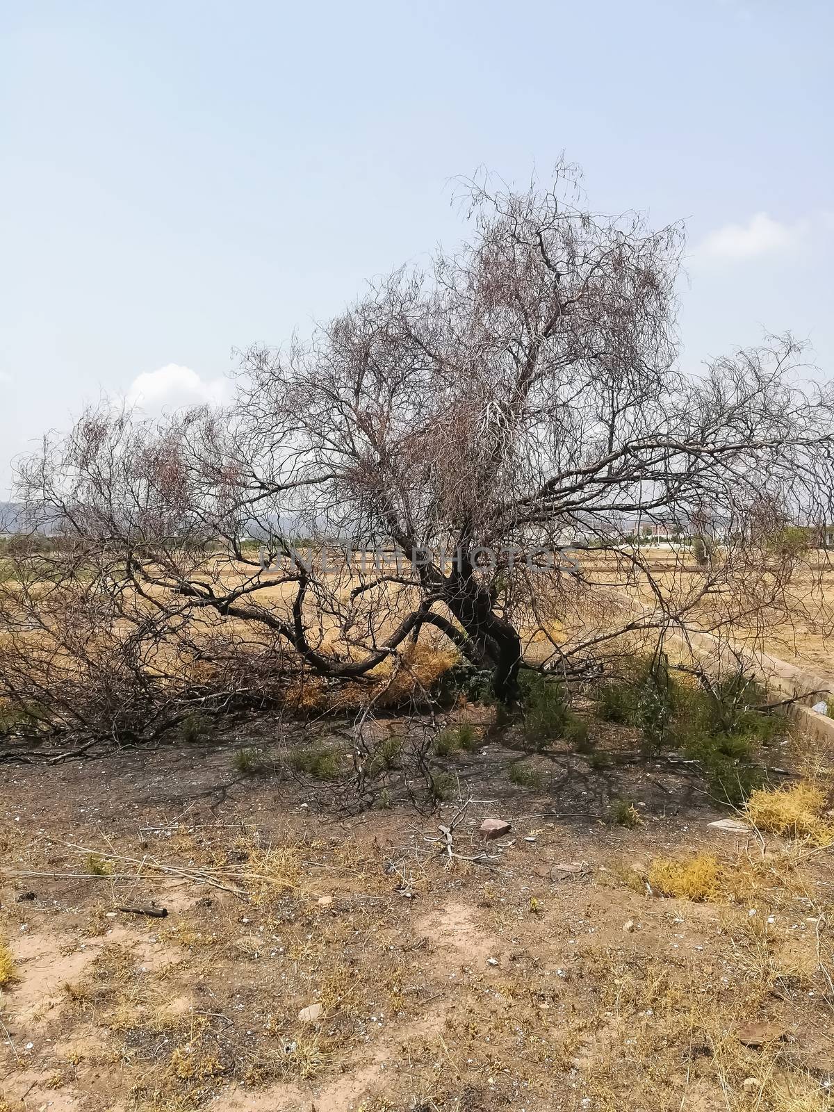 Burnt tree in a plot with little vegetation and lost of dry grass